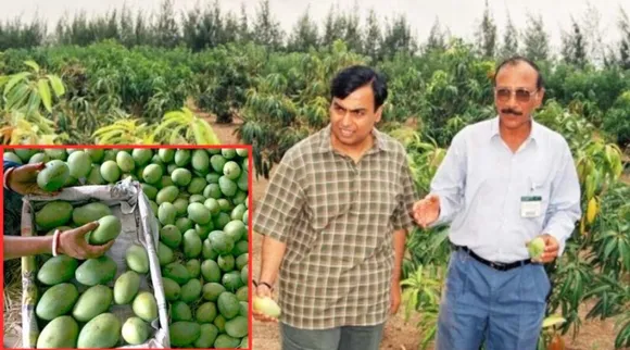 Mukesh Ambani mango orchard