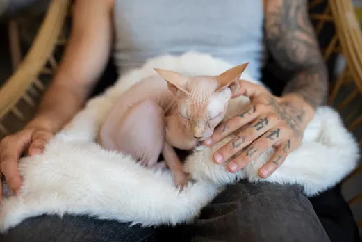 Cat bite fever