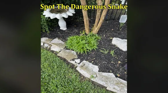 Dnagerous snake 1