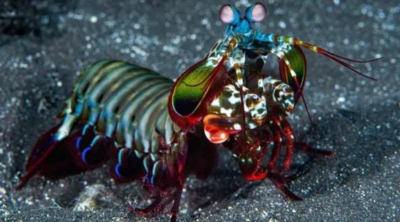 prawn