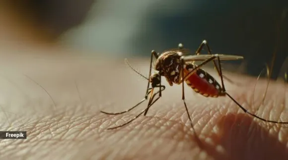 mosquito bite dengue in children