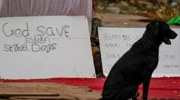 Supreme Court Friday modified August 11 order relocation of stray dogs Tamil News