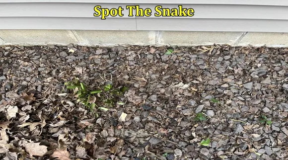 Snake in stone 1