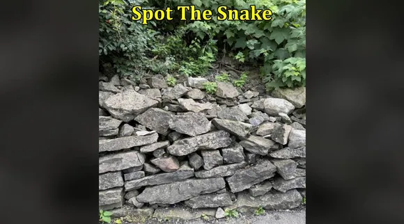 stone snake 1