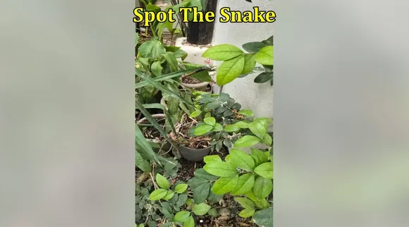 Snake in Plant 1