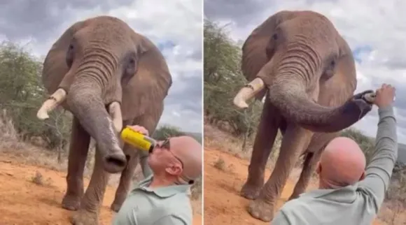 Elephant 5