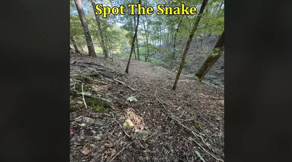 Snake forest 1