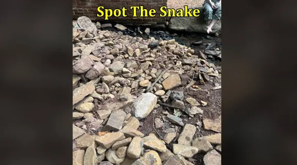 Snake stone 1