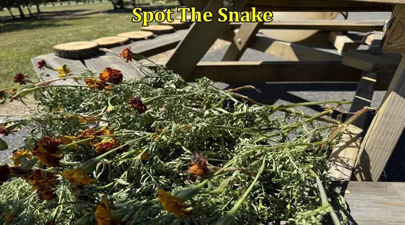 Snake spot 1