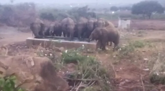 Elephanth