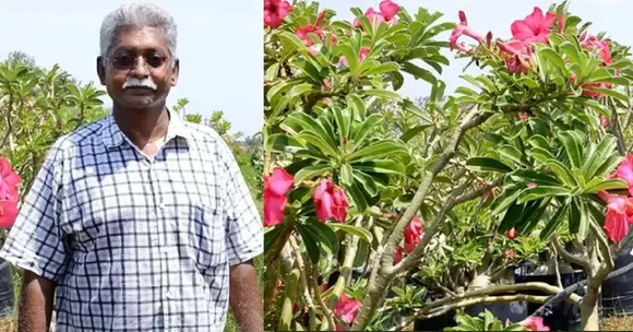 Thiruvallur Farmer Desert Rose Export Adenium Obesum Jalandhar Desert Rose