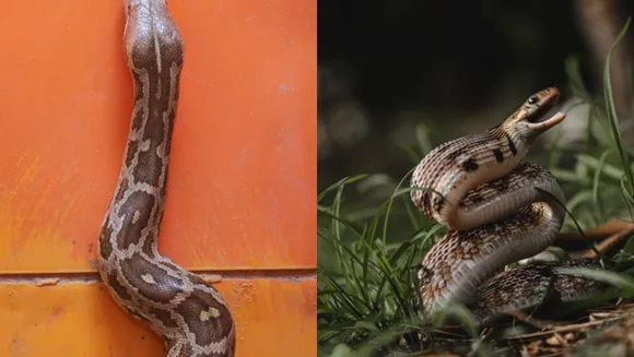 snake