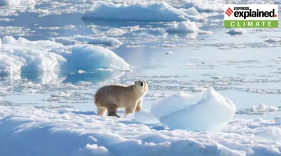 polar bear 3