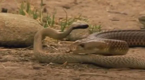 inland taipan snake brown