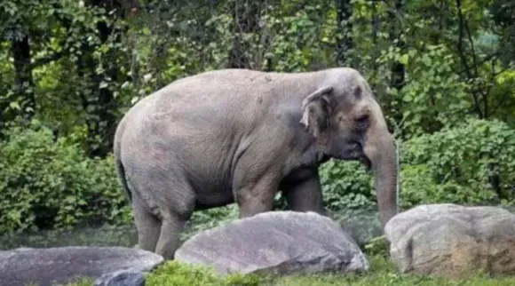 Elephant 4