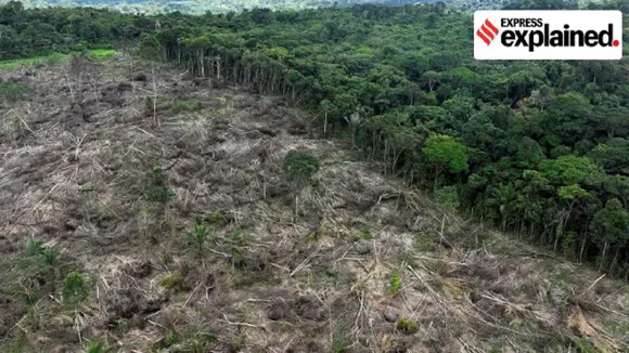 Deforestation
