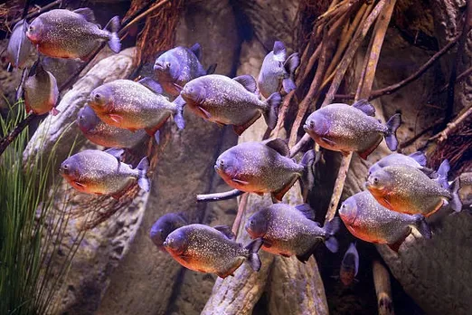 piranha