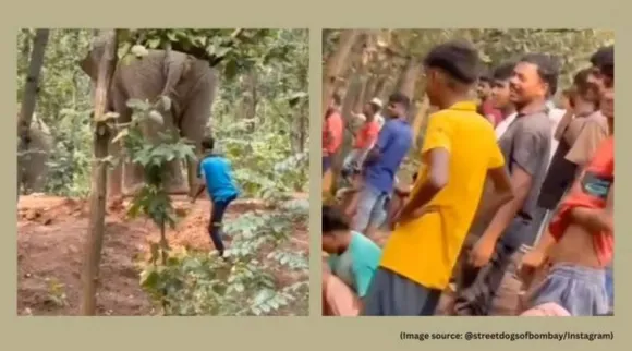 Man harasses elephant West Bengal