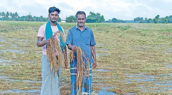 Nagapattinam Thanjavur 1500 acres of paddy fields submerged in floodwaters Tamil News
