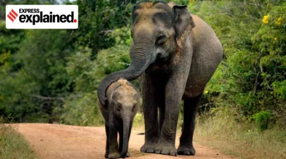 wild elephnats numbers