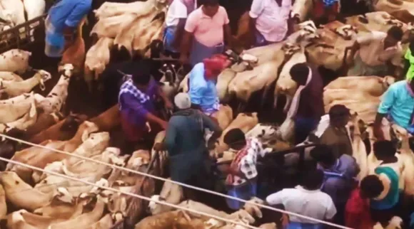 Thirumangalam Goat market 4