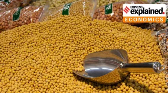 soyabean 2