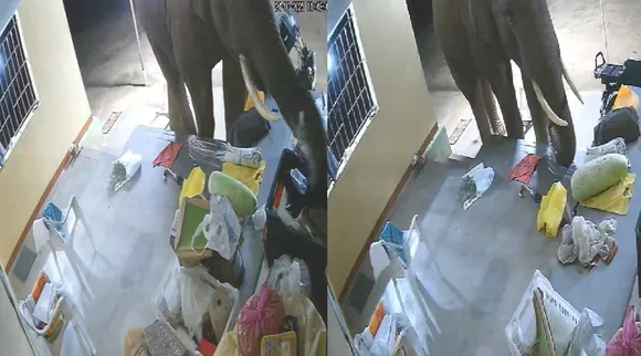 Coimbatore Vettaiyan Wild Elephant cctv footage viral Tamil News