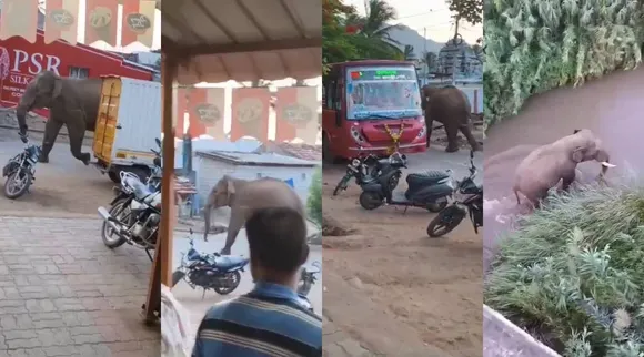 wild elephant 3