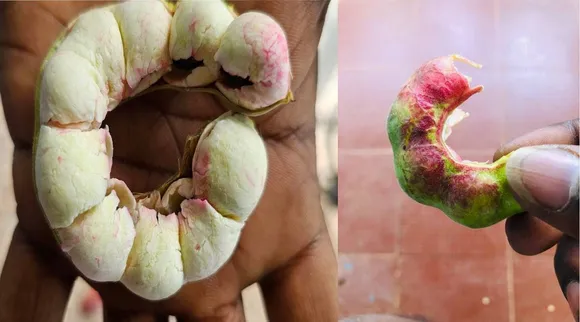 kodukkapuli