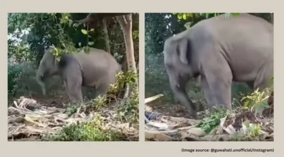 Baby Elephant dance