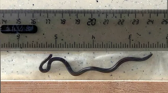 World smallest snake