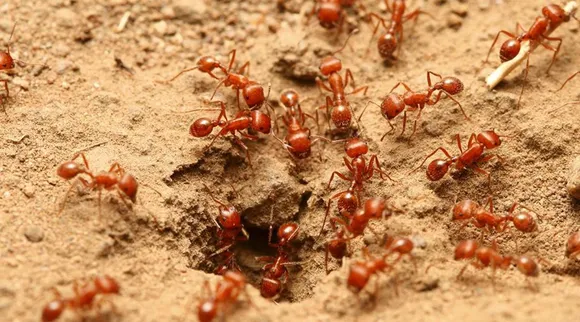Fire Ant