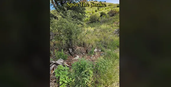 Find The Snake 11