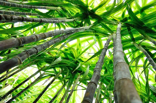 sugarcane