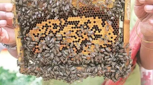 Beekeeping