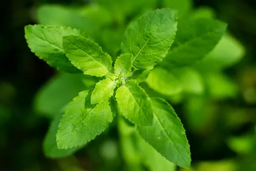 tulsi water