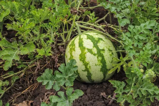 Watermelon garden