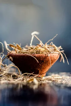 ginseng