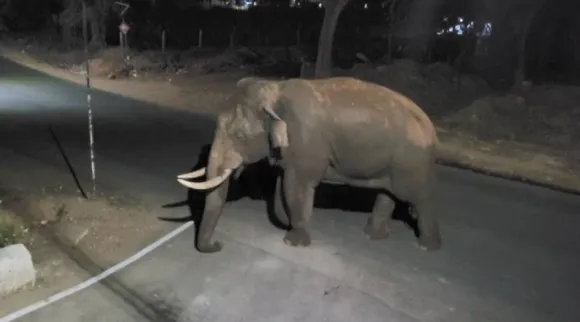 Elephant.jpg