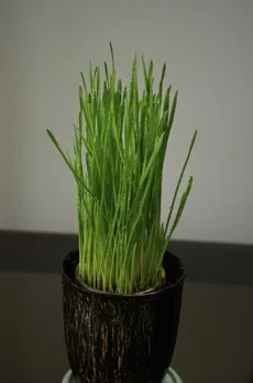 wheatgrass