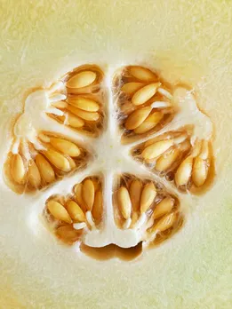 muskmelon seeds