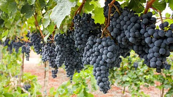 black grapes