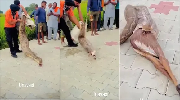 python deer 1