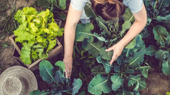 home garden vegetables