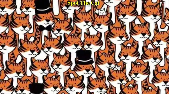A cat 1