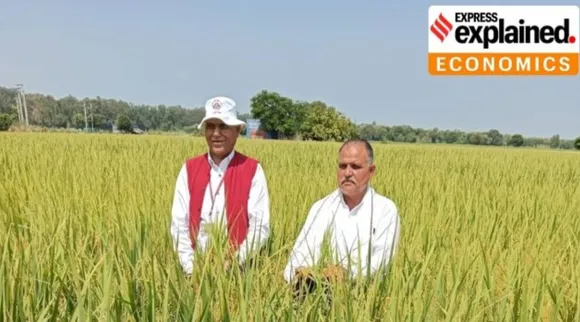Basmati.jpg