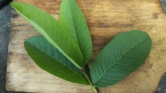 guava leaves