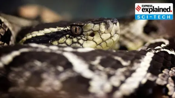 snake bites, 