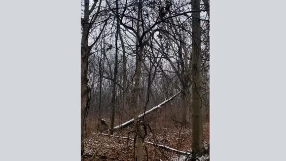 spot the snake 1 