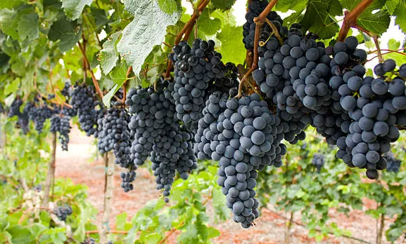 black grapes